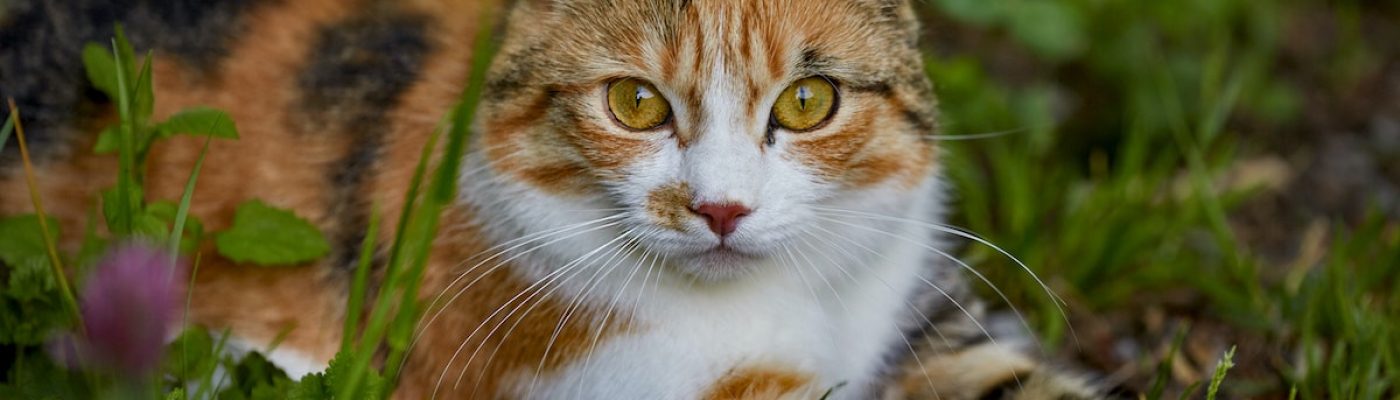 Ultraschall Katzenschreck - vertreibt die Katze wirkungsvoll und